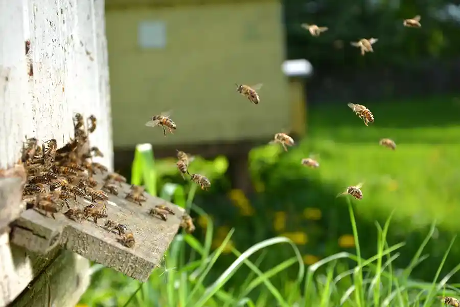 Reliable Bee Relocation in Miami, FL Reliable Bee Relocation in Miami, FL