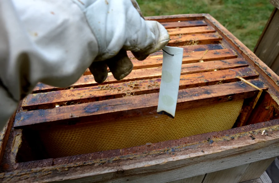 Affordable Bee Removal Miami, FL Affordable Bee Removal Miami, FL