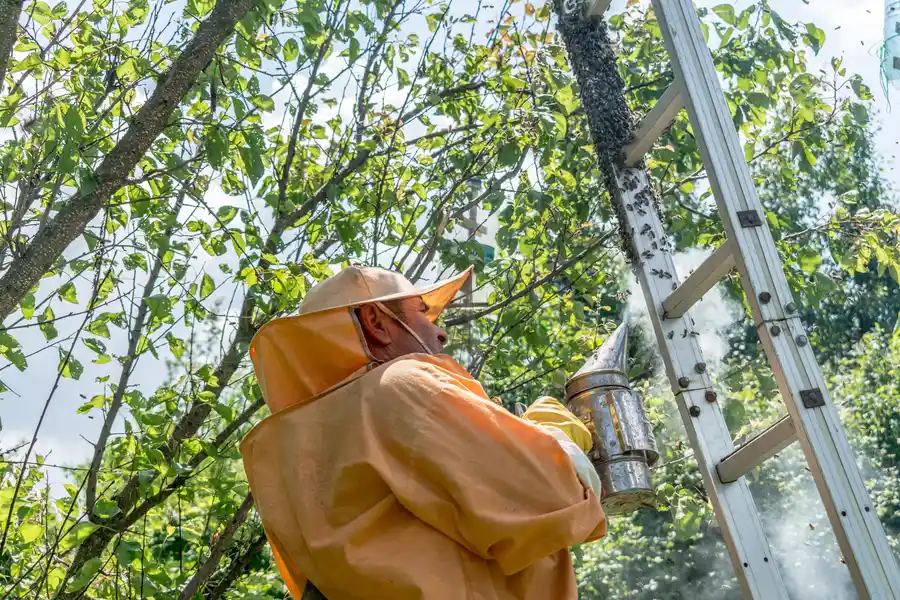 How Bee Collection Contributes To Local Ecosystem Stability in Miami, FL How Bee Collection Contributes To Local Ecosystem Stability in Miami, FL