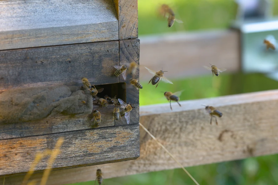 How Bee Rescue Contributes To Community Education Efforts Miami, FL How Bee Rescue Contributes To Community Education Efforts Miami, FL