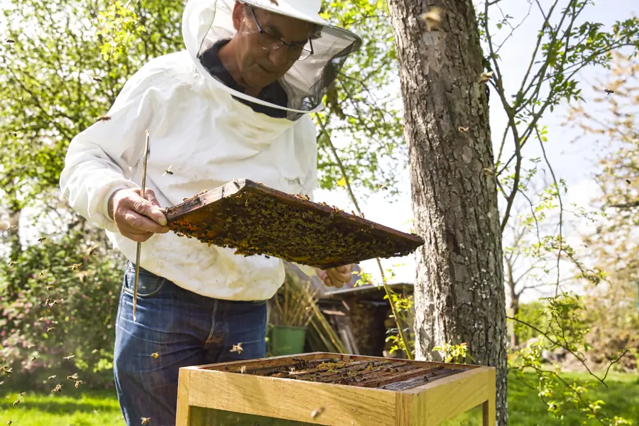 How To Prevent Recurrent Bee Infestations In Residential Areas Miami, FL How To Prevent Recurrent Bee Infestations In Residential Areas Miami, FL