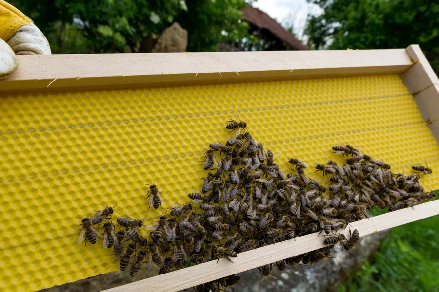 How To Prevent Recurrent Bee Infestations In Residential Areas in Miami, FL How To Prevent Recurrent Bee Infestations In Residential Areas in Miami, FL