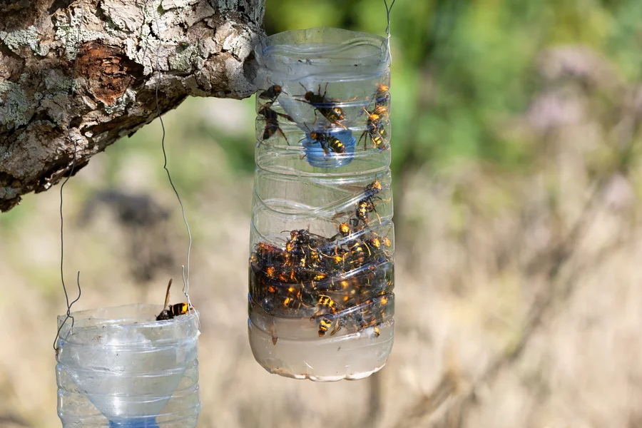 Long-term Solutions To Prevent Bees From Returning in Miami, FL Long-term Solutions To Prevent Bees From Returning in Miami, FL