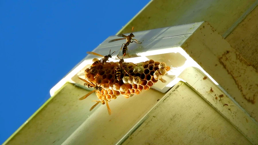 Premium Bee Removal Miami, FL Premium Bee Removal Miami, FL