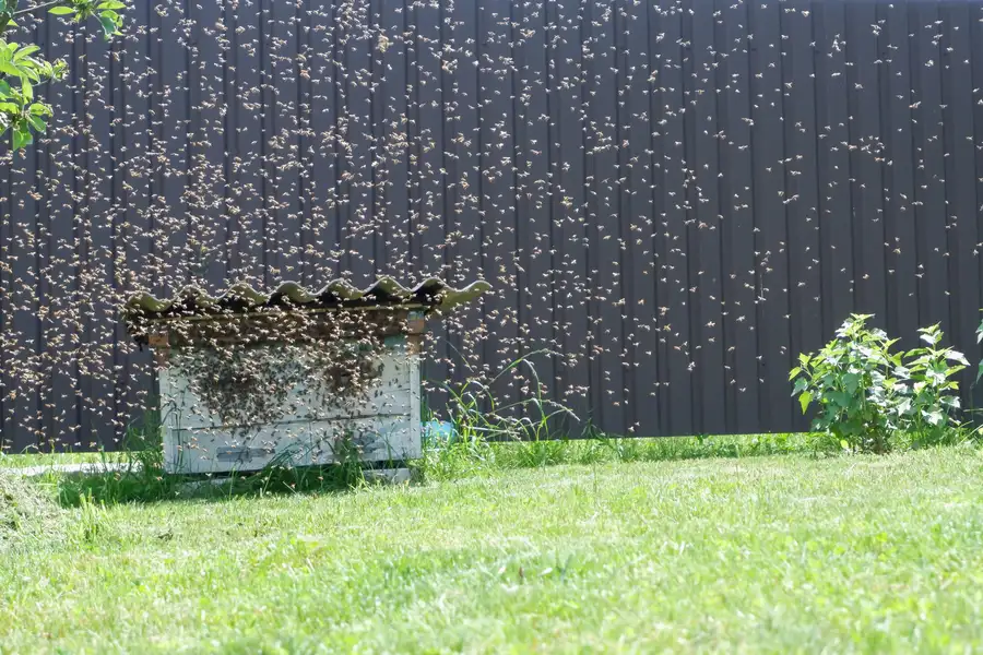 Professional Bee Collection Miami, FL Professional Bee Collection Miami, FL