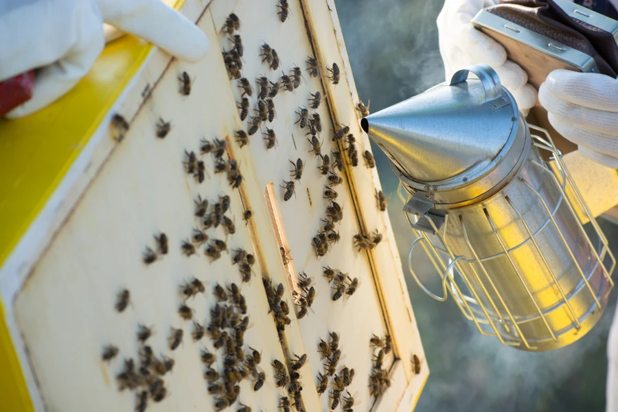 The Benefits Of Hiring Experts For Safe Bee Removal Miami, FL The Benefits Of Hiring Experts For Safe Bee Removal Miami, FL
