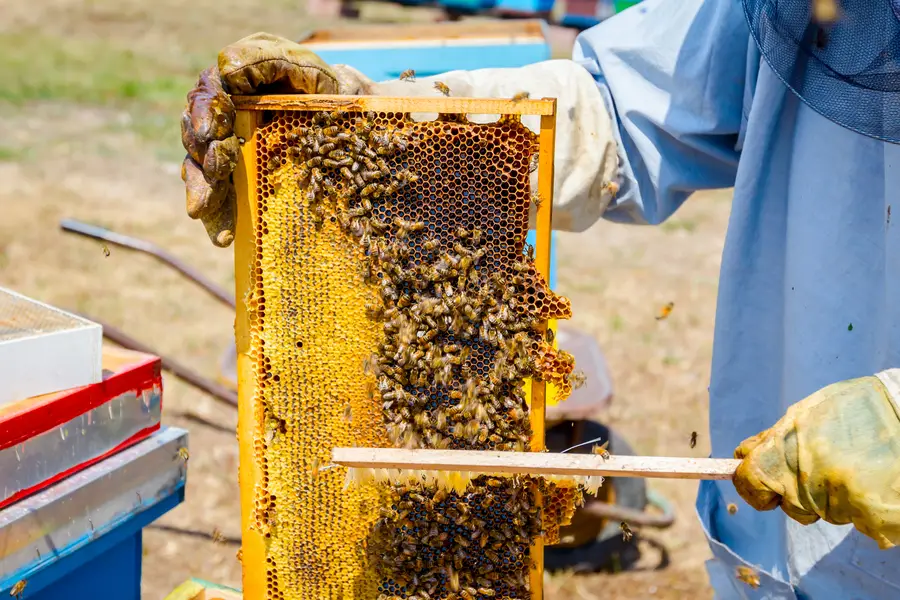 The Benefits Of Hiring Experts For Safe Bee Removal in Miami, FL The Benefits Of Hiring Experts For Safe Bee Removal in Miami, FL