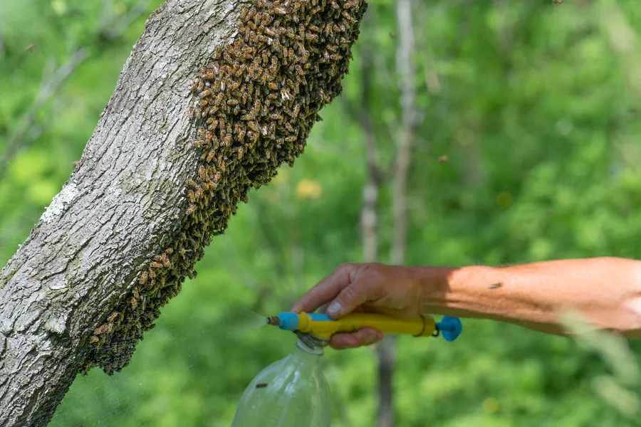 The Connection Between Bee Collection And Flowering Plant Growth Miami, FL The Connection Between Bee Collection And Flowering Plant Growth Miami, FL