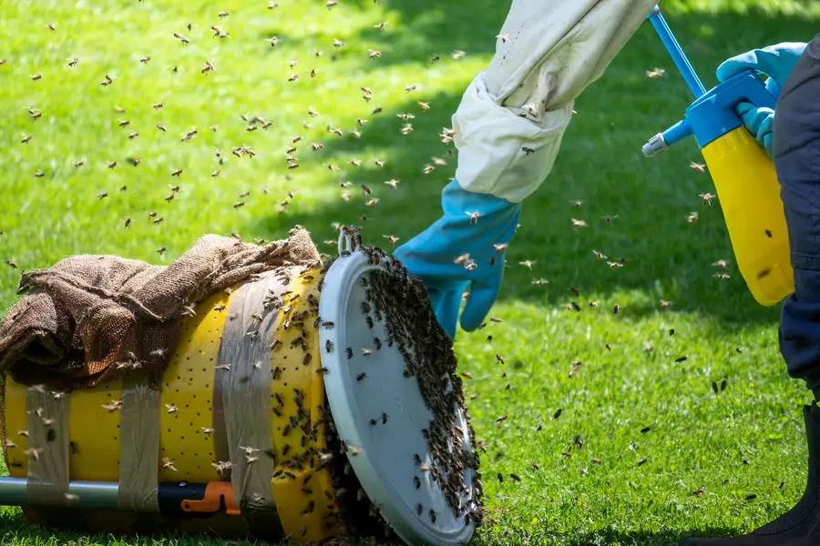 The Connection Between Bee Collection And Flowering Plant Growth in Miami, FL The Connection Between Bee Collection And Flowering Plant Growth in Miami, FL