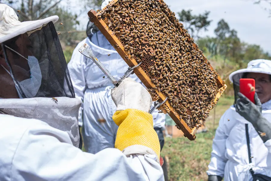 Top-rated Bee Removal Miami, FL Top-rated Bee Removal Miami, FL