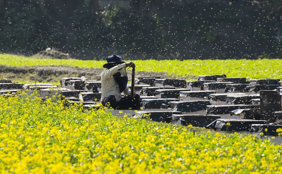 Understanding The Importance Of Safe Bee Relocation Practices Miami, FL Understanding The Importance Of Safe Bee Relocation Practices Miami, FL